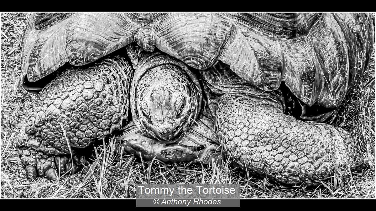 08_Tommy the Tortoise_Anthony Rhodes